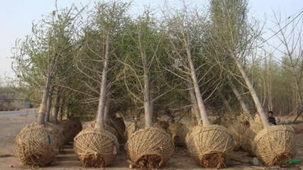 桃園針紡織品購(gòu)銷(xiāo)業(yè)務(wù)概述